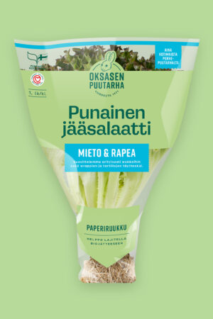 Punainen jääsalaatti - Ruukku